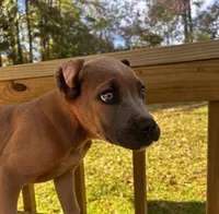 Litter, a male Cane Corso for sale in Clinton, MS – Photo 2 of 3