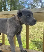 Litter, a male Cane Corso for sale in Clinton, MS – Photo 3 of 3
