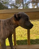 Litter, a male Cane Corso for sale in Clinton, MS – Photo 1 of 3