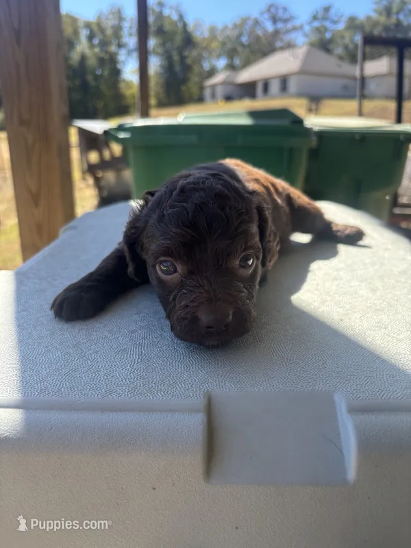 Ace, a male Boykin Spaniel for sale in Clinton, MS – 1 of 1