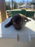 Ace, a male Boykin Spaniel for sale in Clinton, MS – 1 of 1
