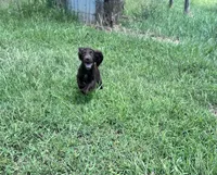 Jewel , a female English Cocker Spaniel for sale in Clinton, MS – 2 of 2