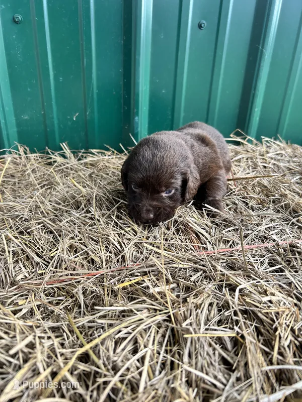 Kay – Boykin Spaniel puppy for sale in Clinton, MS