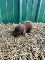 Kay, a female Boykin Spaniel for sale in Clinton, MS – Photo 2 of 2
