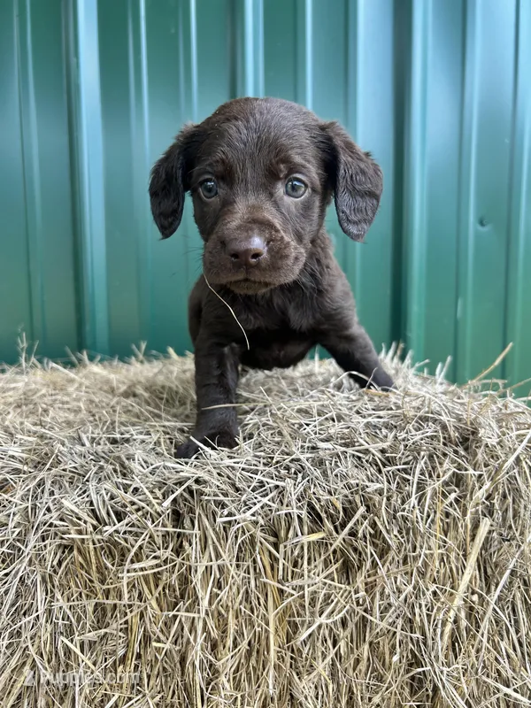 Kay – Boykin Spaniel puppy for sale in Clinton, MS