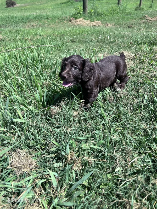 Tuck  – English Cocker Spaniel puppy for sale in Clinton, MS