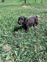 Tuck , a male English Cocker Spaniel for sale in Clinton, MS – 1 of 1