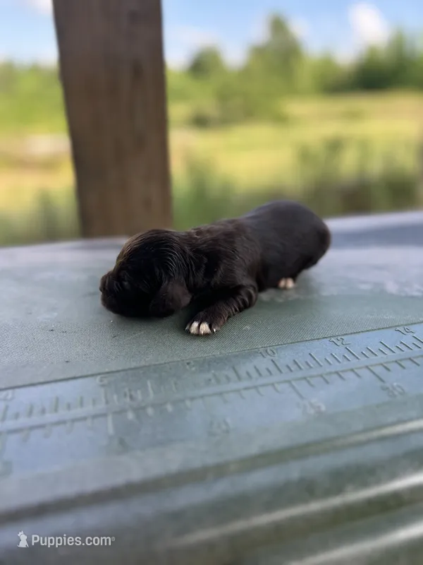 Jule – English Cocker Spaniel puppy for sale in Clinton, MS