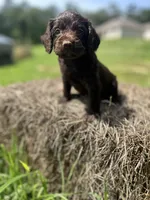 Chief , a male Boykin Spaniel for sale in Clinton, MS – 2 of 2