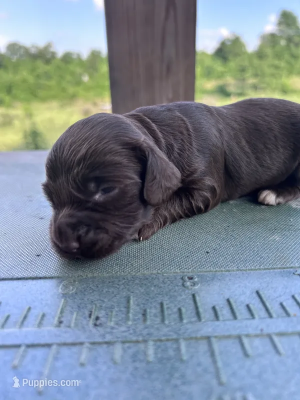 Chip  – English Cocker Spaniel puppy for sale in Clinton, MS