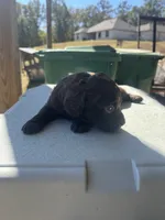 Cece, a female Boykin Spaniel for sale in Clinton, MS – 1 of 1