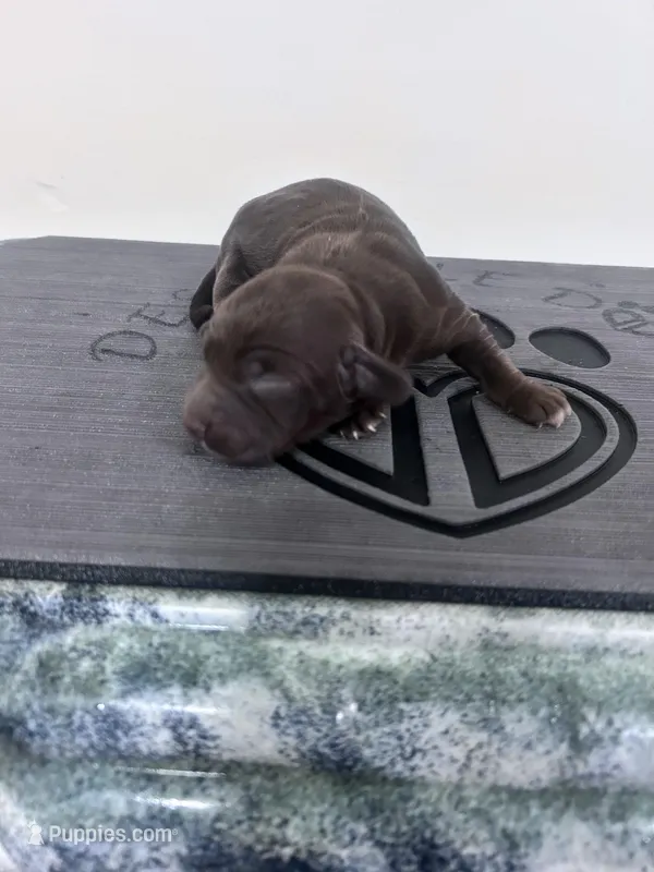 Real  – English Cocker Spaniel puppy for sale in Clinton, MS