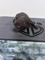 Real , a female English Cocker Spaniel for sale in Clinton, MS – 1 of 1