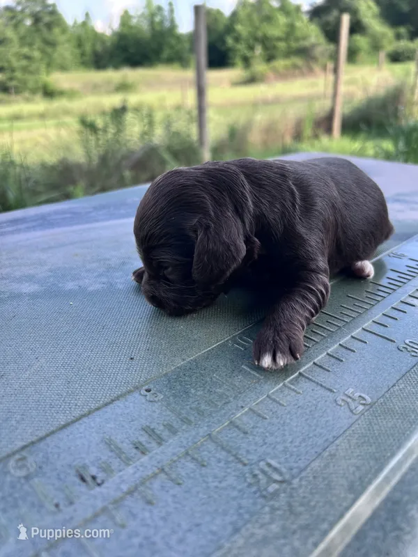 Real  – English Cocker Spaniel puppy for sale in Clinton, MS