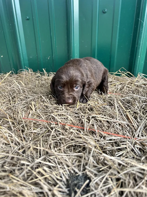 Ace  – Labrador Retriever puppy for sale in Clinton, MS
