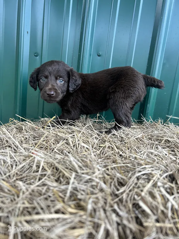 Ace  – Boykin Spaniel puppy for sale in Clinton, MS