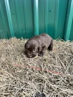 Ace , a male Boykin Spaniel for sale in Clinton, MS – Photo 2 of 2