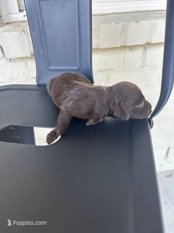 Kelly  – Boykin Spaniel puppy for sale in Clinton, MS