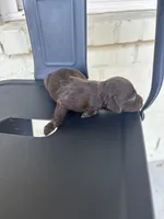 Kelly , a female Boykin Spaniel for sale in Clinton, MS – 1 of 1