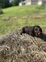 Jule, a male English Cocker Spaniel for sale in Clinton, MS – 1 of 1