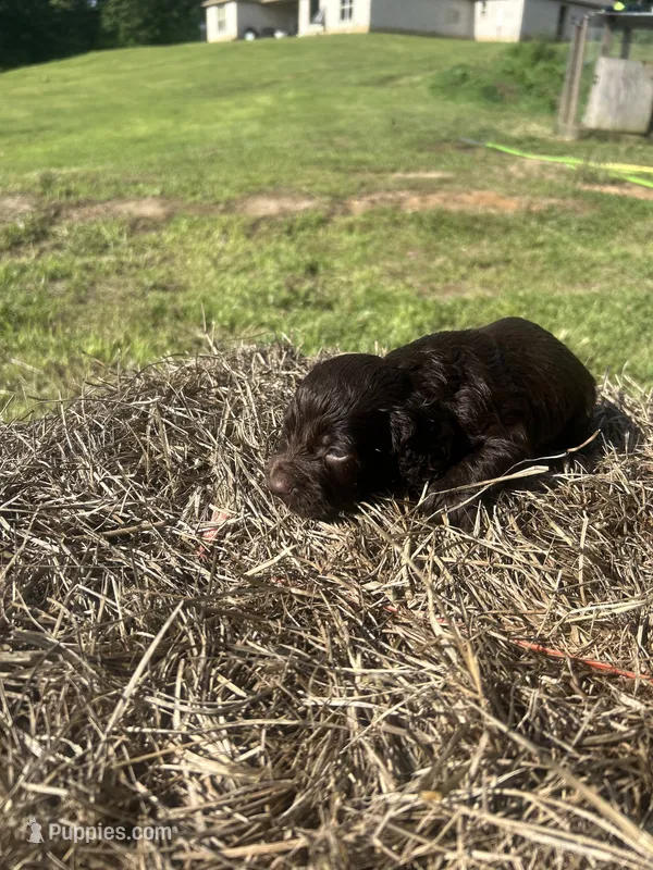Gabe – English Cocker Spaniel puppy for sale in Clinton, MS