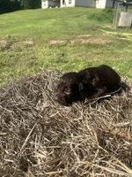Gabe, a male English Cocker Spaniel for sale in Clinton, MS – 1 of 1