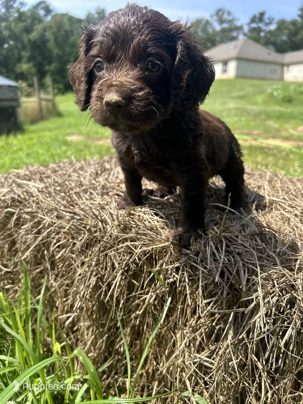 Chief  – Boykin Spaniel puppy for sale in Clinton, MS