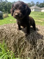 Chief , a male Boykin Spaniel for sale in Clinton, MS – 1 of 2