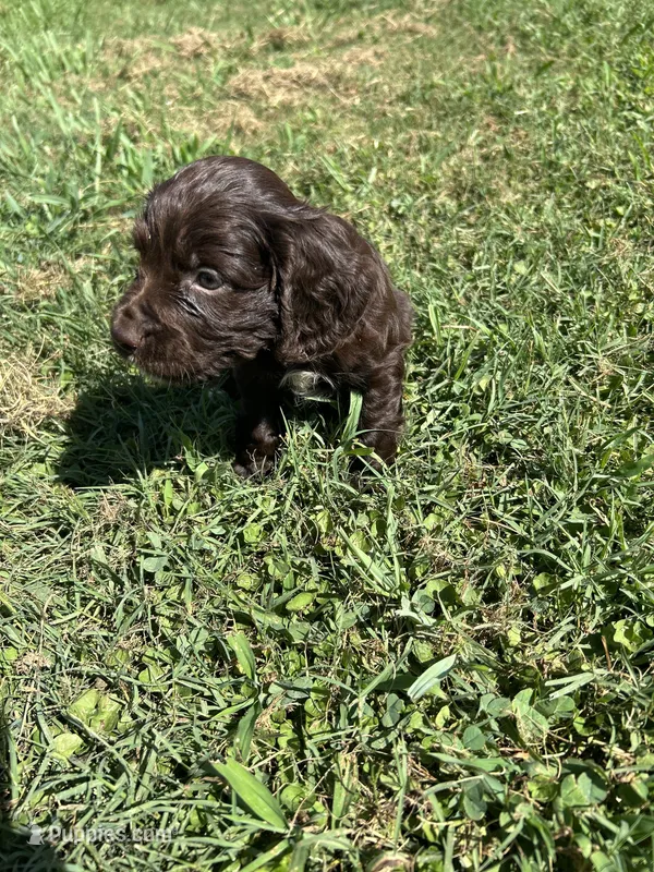 Jule – English Cocker Spaniel puppy for sale in Clinton, MS