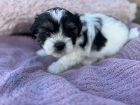 Millie, a female Shorkie for sale in Land O Lakes, FL – 4 of 9