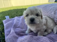 Bear, a male Shorkie for sale in Land O Lakes, FL – 7 of 10