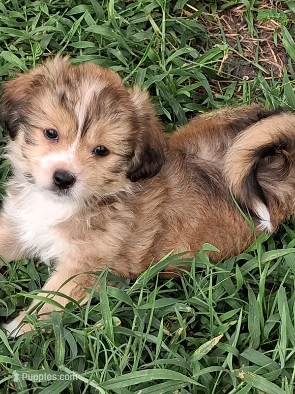 Moose – Shorkie puppy for sale in Land O Lakes, FL