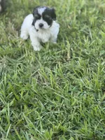 Millie, a female Shorkie for sale in Land O Lakes, FL – 8 of 9