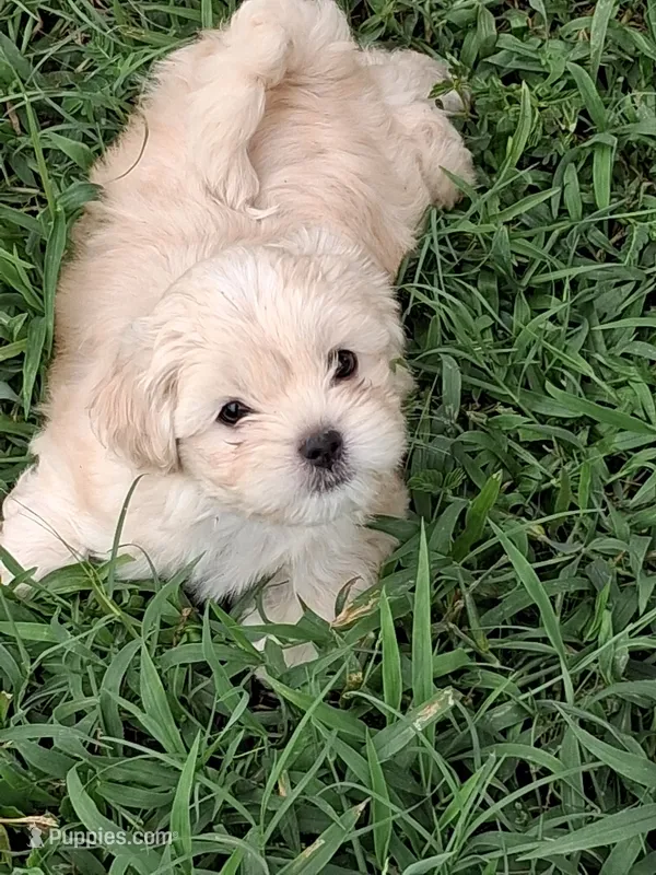Bear – Shorkie puppy for sale in Land O Lakes, FL