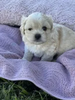 Bear, a male Shorkie for sale in Land O Lakes, FL – 2 of 10