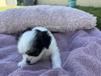 Minnie, a female Shorkie for sale in Land O Lakes, FL – 4 of 8