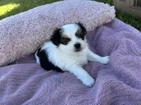 Minnie, a female Shorkie for sale in Land O Lakes, FL – 7 of 8