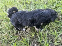 T CUP Tiny, a male Shorkie for sale in Land O Lakes, FL – 5 of 8