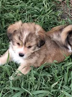 Moose, a male Shorkie for sale in Land O Lakes, FL – 2 of 4