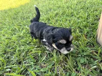 T CUP Tiny, a male Shorkie for sale in Land O Lakes, FL – 2 of 8