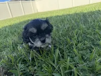 T CUP Tiny, a male Shorkie for sale in Land O Lakes, FL – 3 of 8