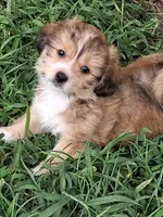 Moose, a male Shorkie for sale in Land O Lakes, FL – 3 of 4