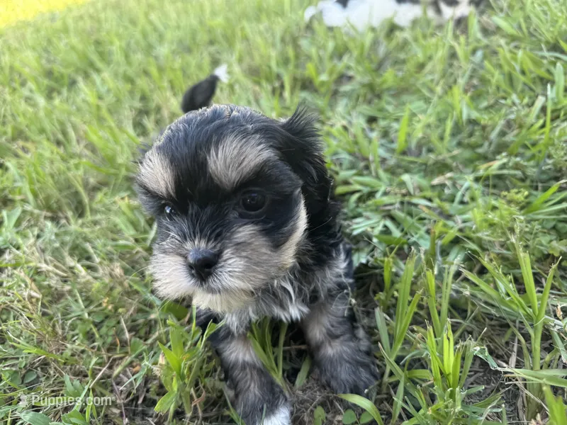 T CUP Tiny – Shorkie puppy for sale in Land O Lakes, FL