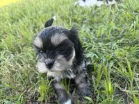 T CUP Tiny, a male Shorkie for sale in Land O Lakes, FL – 1 of 8