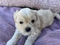 Bear, a male Shorkie for sale in Land O Lakes, FL – 6 of 10