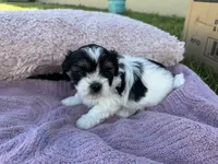 Millie, a female Shorkie for sale in Land O Lakes, FL – 5 of 9