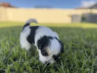 Minnie, a female Shorkie for sale in Land O Lakes, FL – 2 of 8