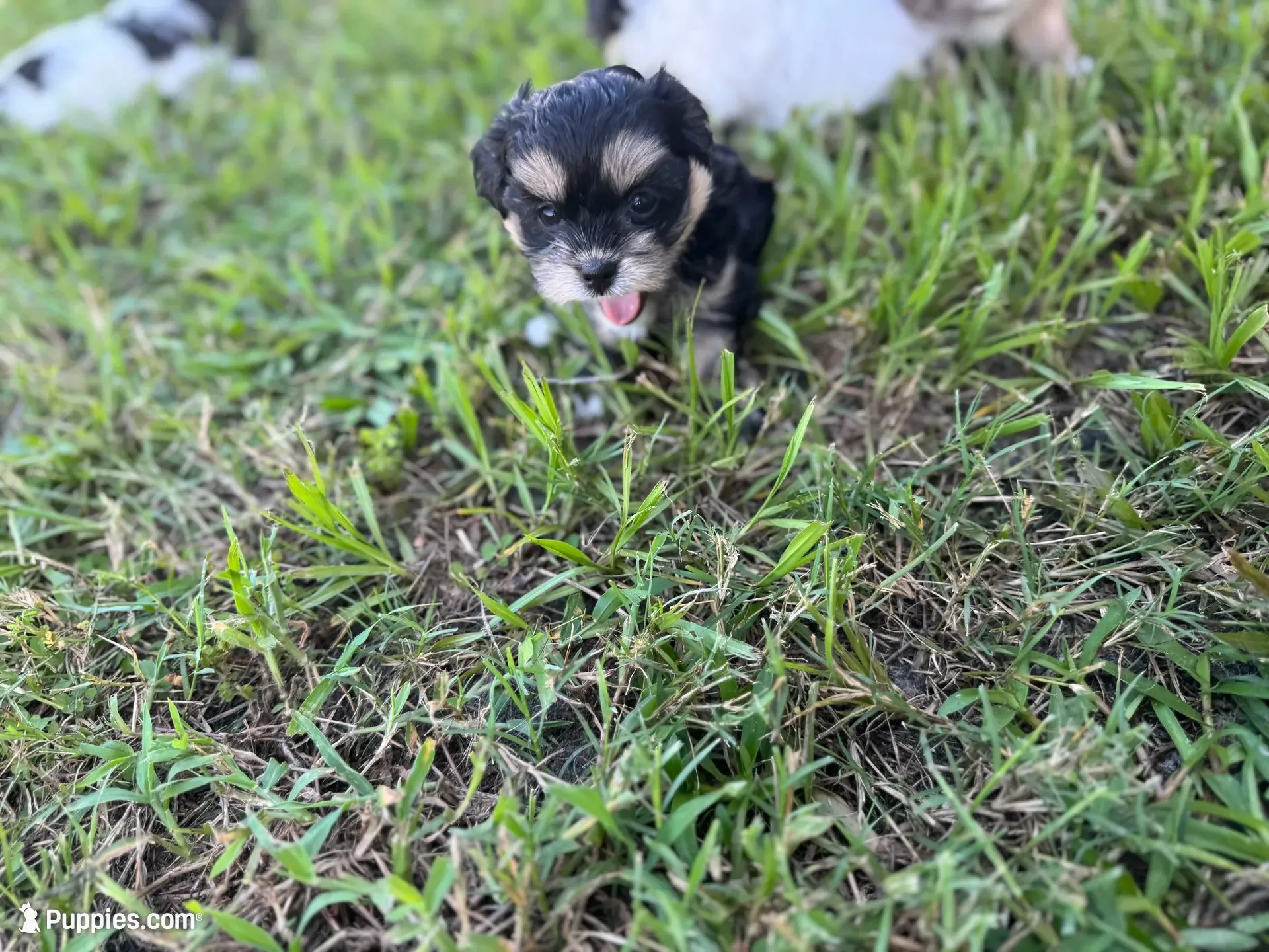 T CUP Tiny, a male Shorkie for sale in Land O Lakes, FL – 6 of 8