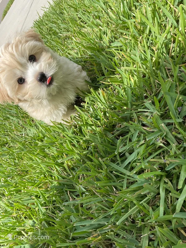 Bear – Shih Tzu, Yorkshire Terrier puppy for sale in Land O Lakes, FL