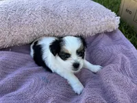 Minnie, a female Shorkie for sale in Land O Lakes, FL – 6 of 8